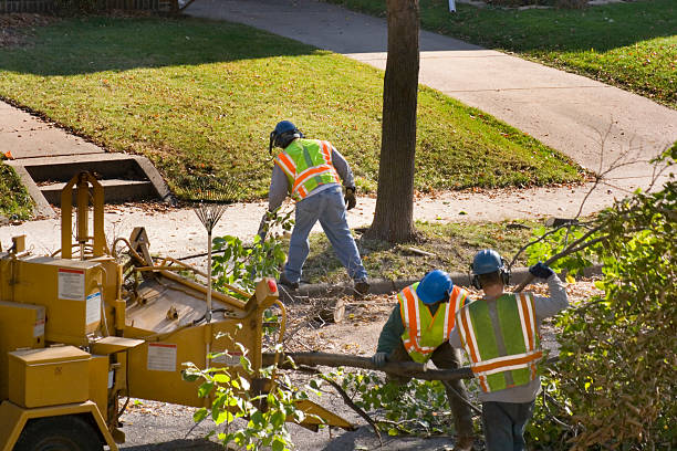 Professional Tree Removal and Landscaping Services in Oasis, CA